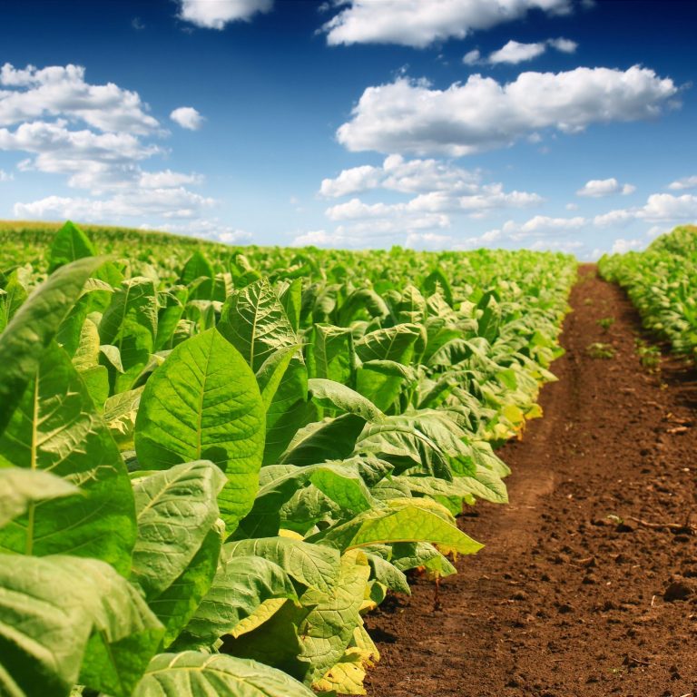 Manejo Integrado de Pragas do Tabaco para Promoção da Agricultura Sustentável