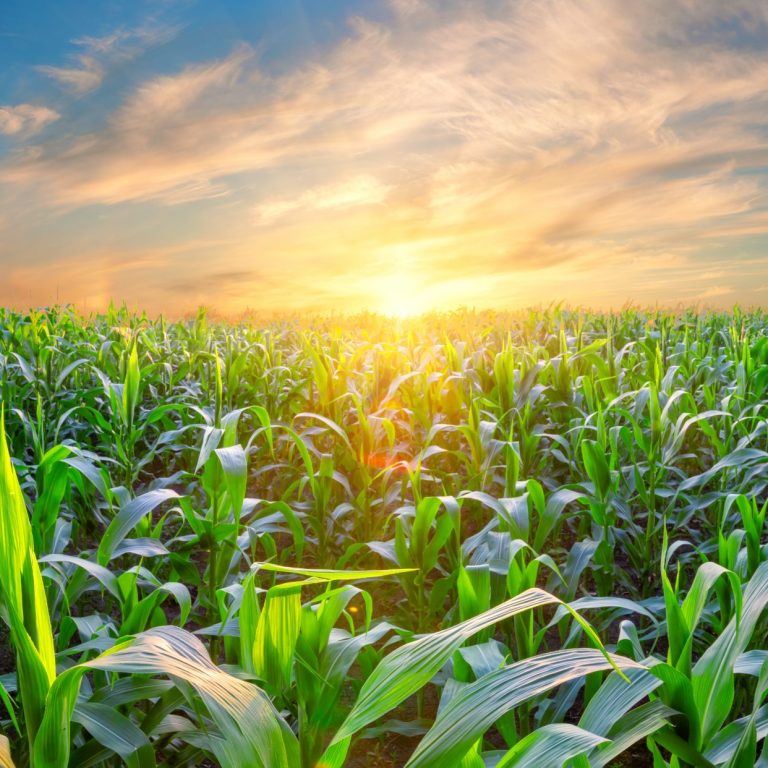 Controle biológico e Bioconversão